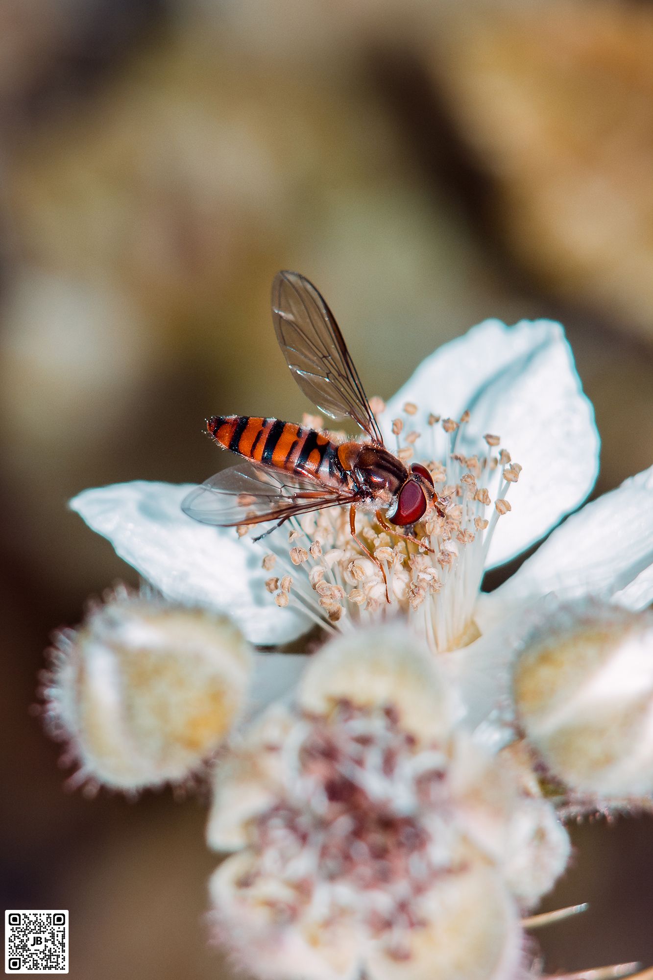 macro insecte mouche syrphe canon 6d mpe 65mm speedlite 430ex ii haute resolution