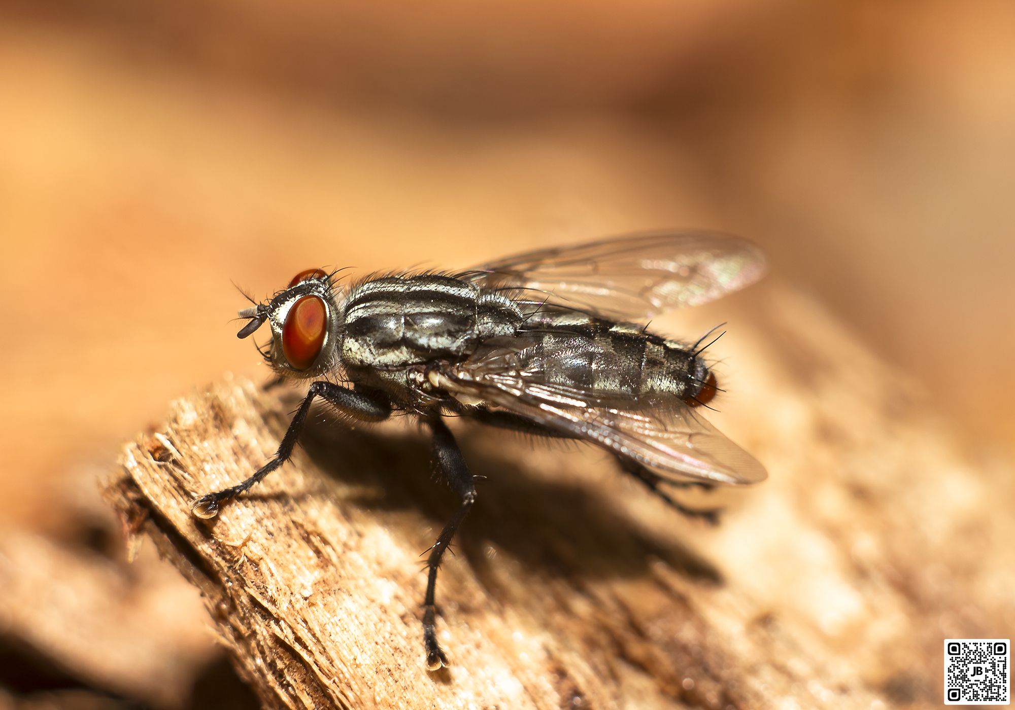 macro insecte mouche grise de la viande canon 6d mpe 65mm speedlite 430ex ii haute resolution