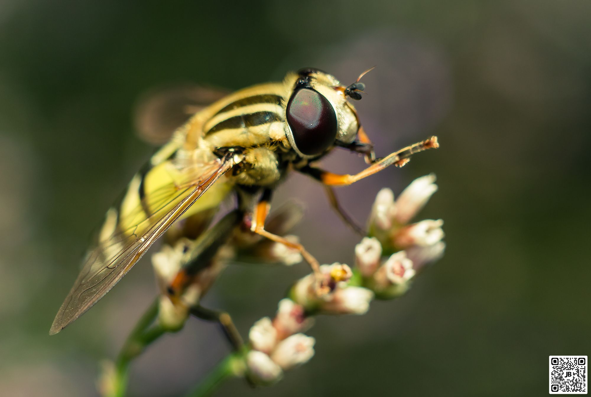 macro insecte mouche syrphe canon 6d mpe 65mm speedlite 430ex ii haute resolution