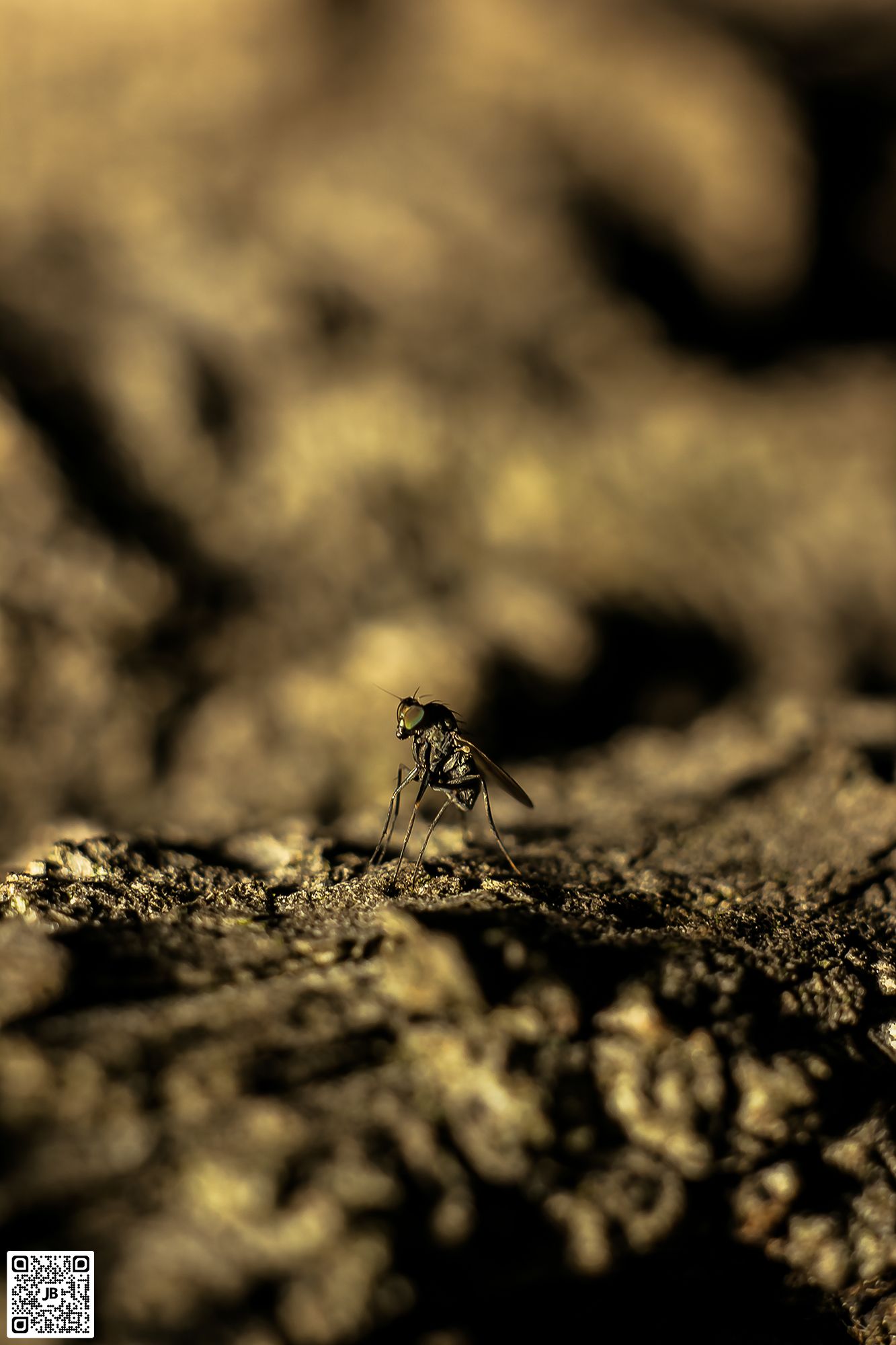 macro insecte mouche canon 6d mpe 65mm speedlite 430ex ii haute resolution