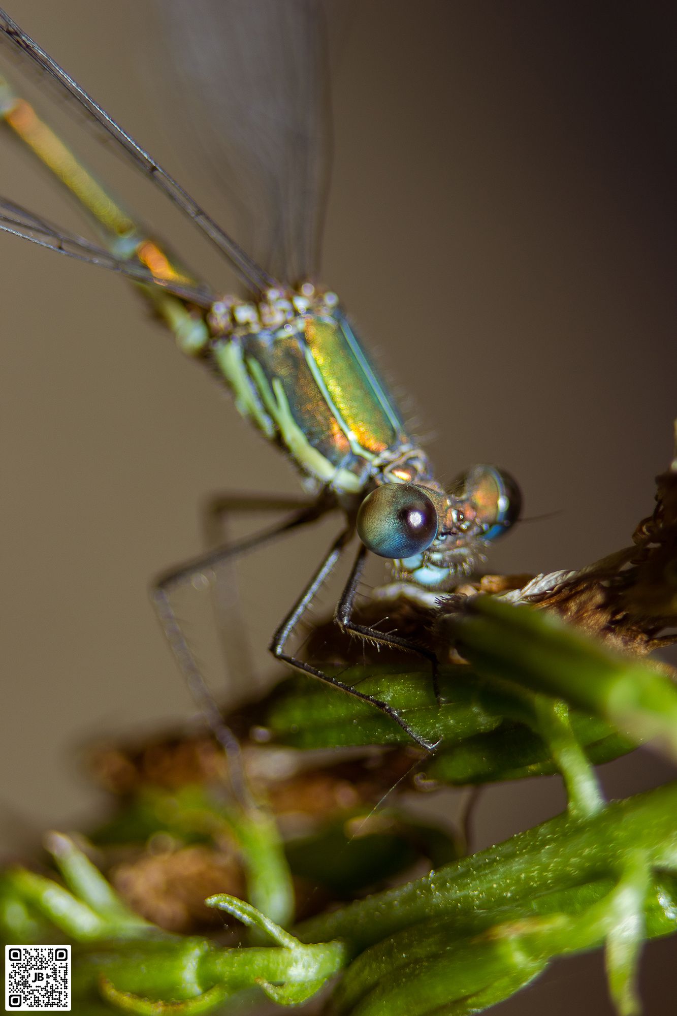 macro insecte leste vert canon 6d mpe 65mm speedlite 430ex ii haute resolution