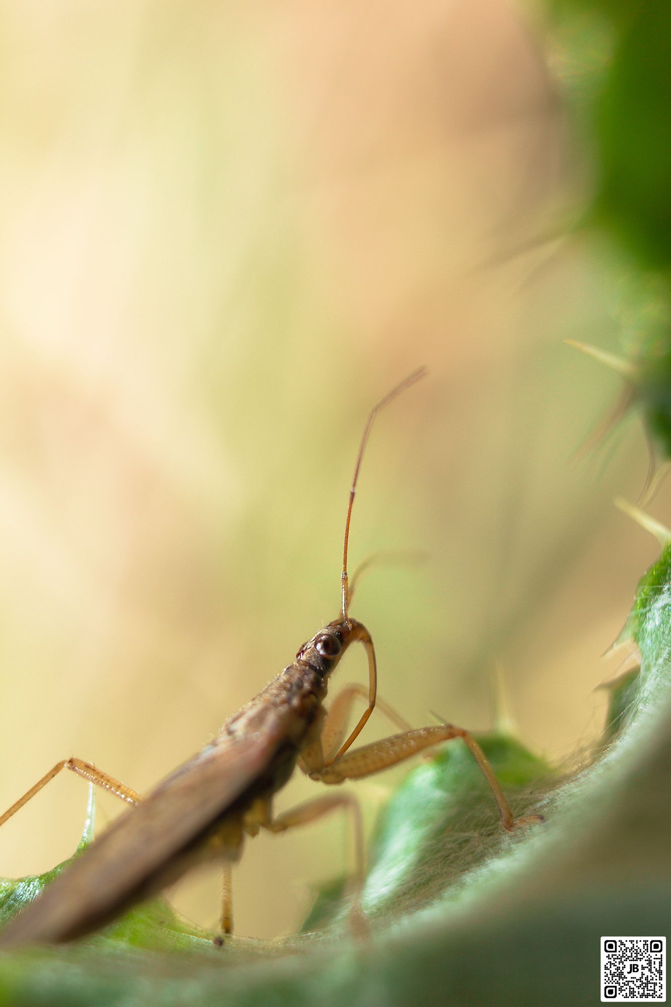 macro insecte punaise damsel bugs canon 6d mpe 65mm speedlite 430ex ii haute resolution