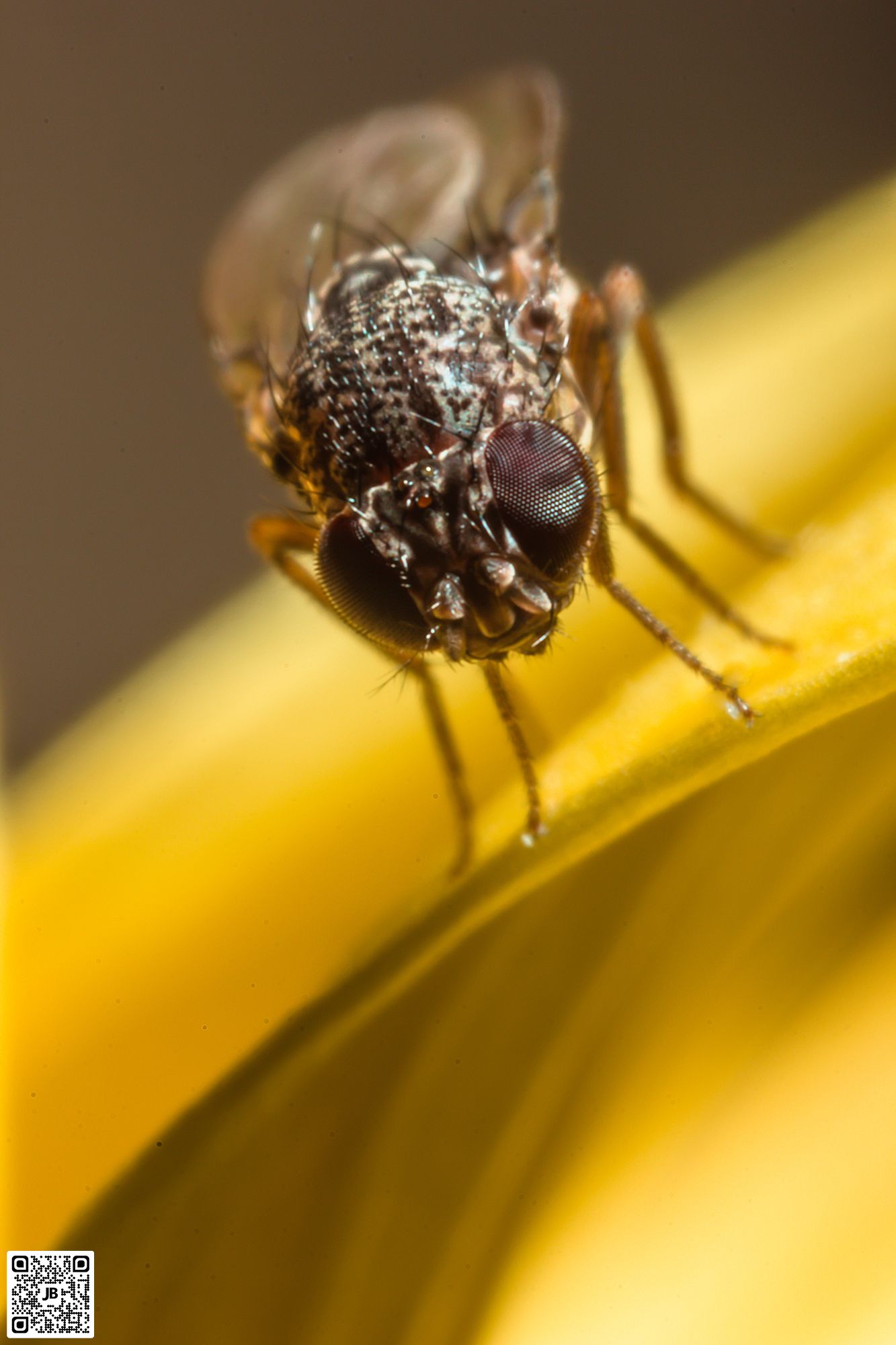 macro insecte mouche domestique canon 6d mpe 65mm speedlite 430ex ii haute resolution