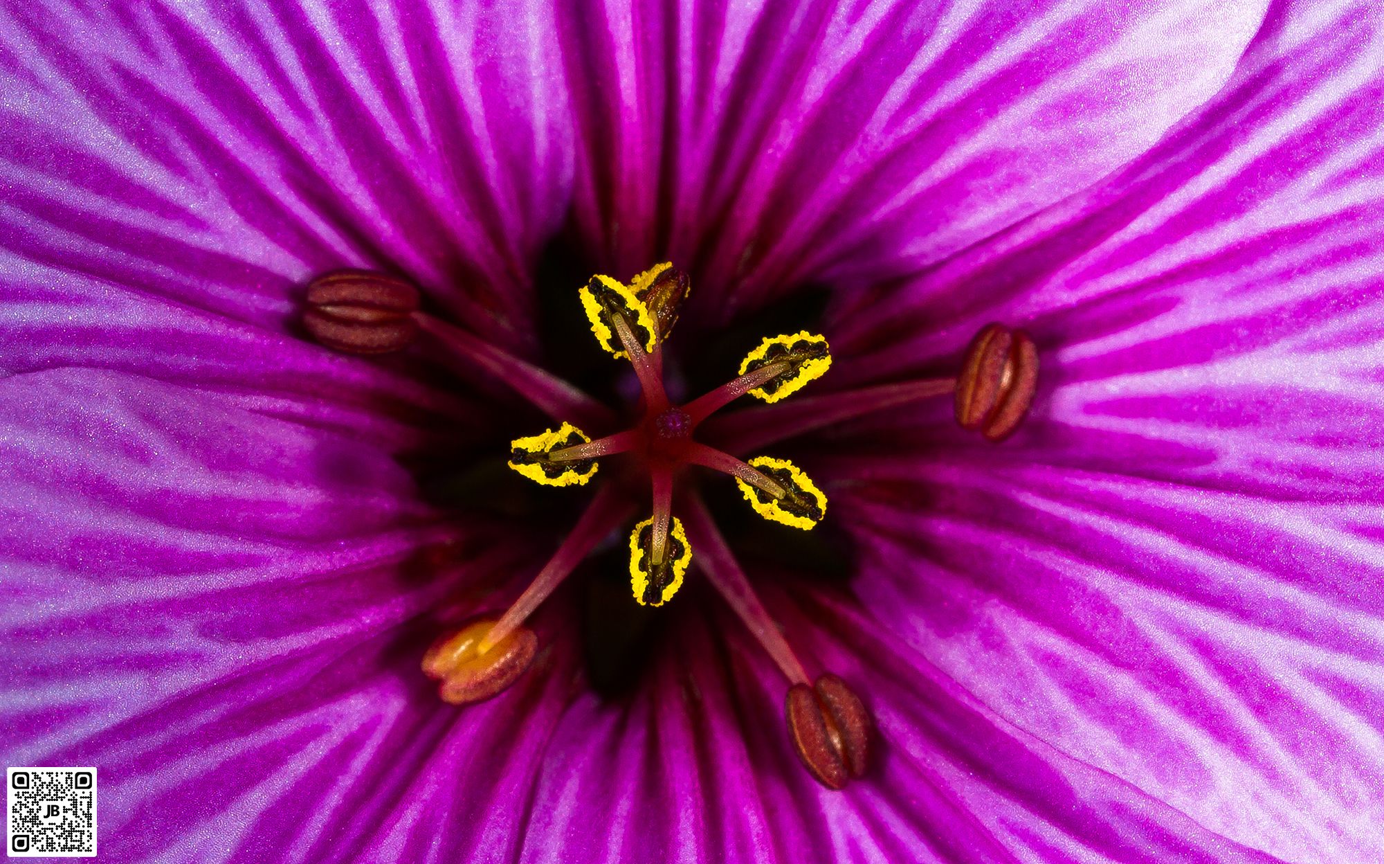 macro fleur canon 6d mpe 65mm speedlite 430ex ii haute resolution