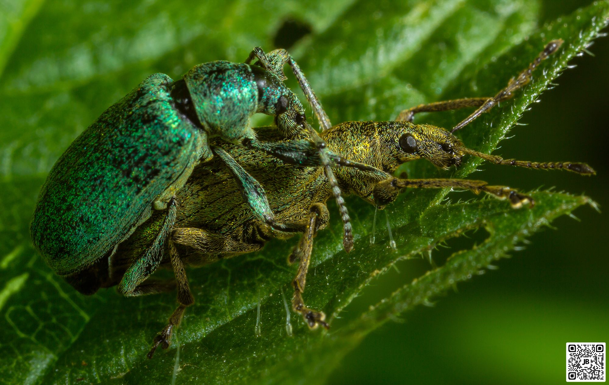 macro insecte charanconcanon 6d mpe 65mm speedlite 430ex ii haute resolution