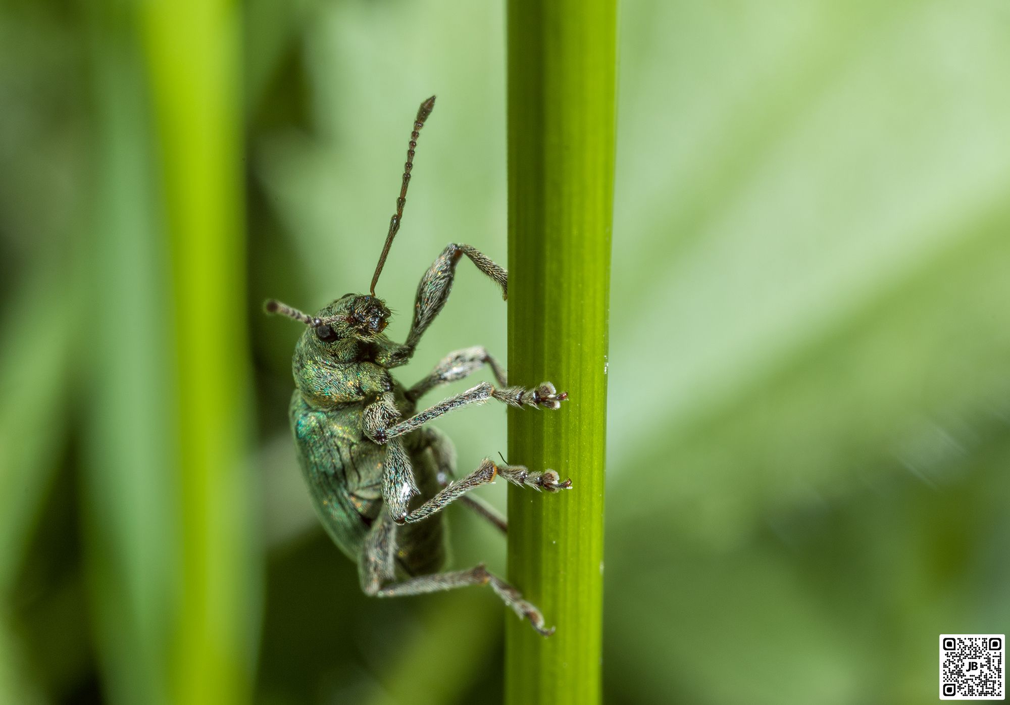 macro insecte charancon canon 6d mpe 65mm speedlite 430ex ii haute resolution