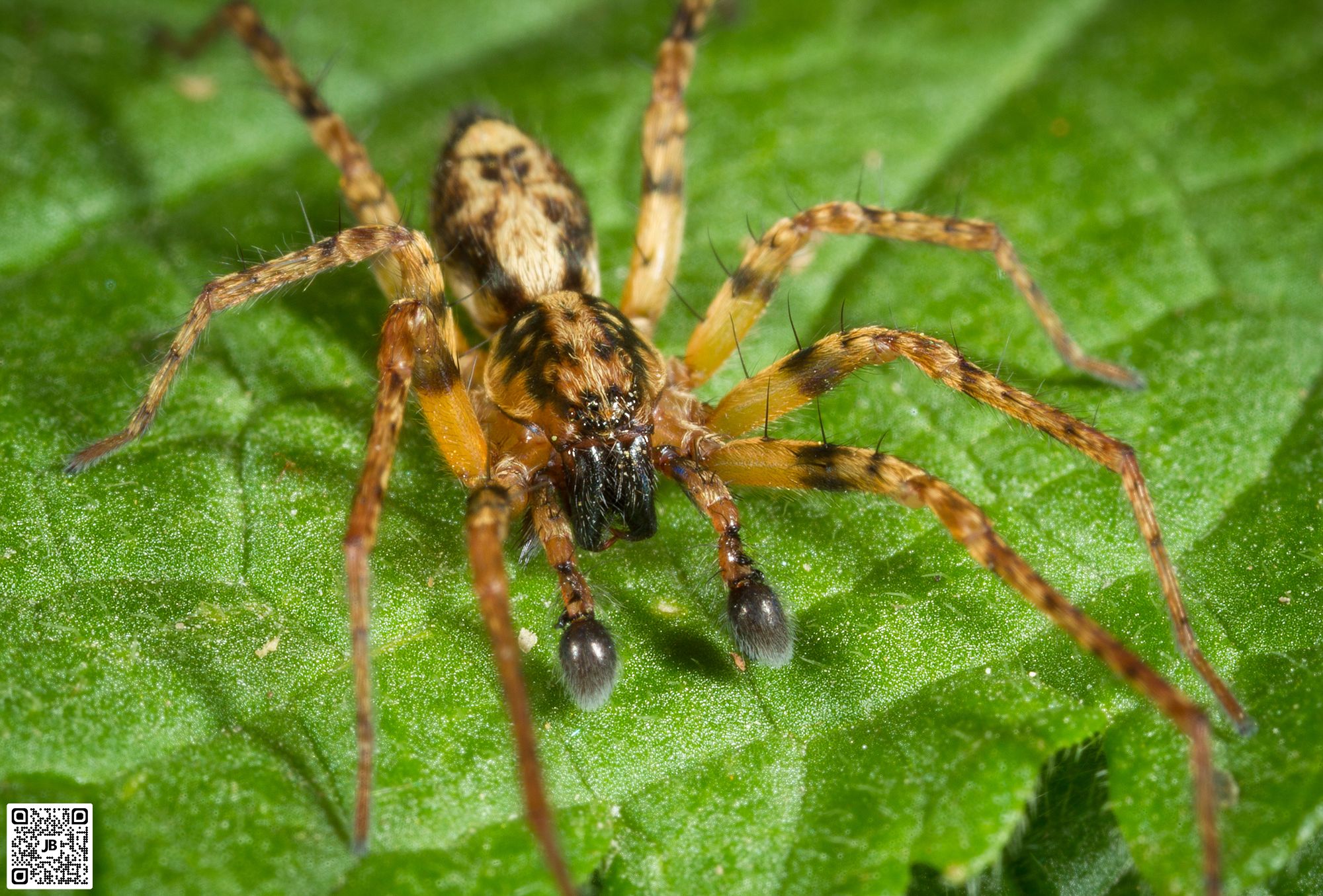 macro insecte araignee citroen canon 6d mpe 65mm speedlite 430ex ii haute resolution