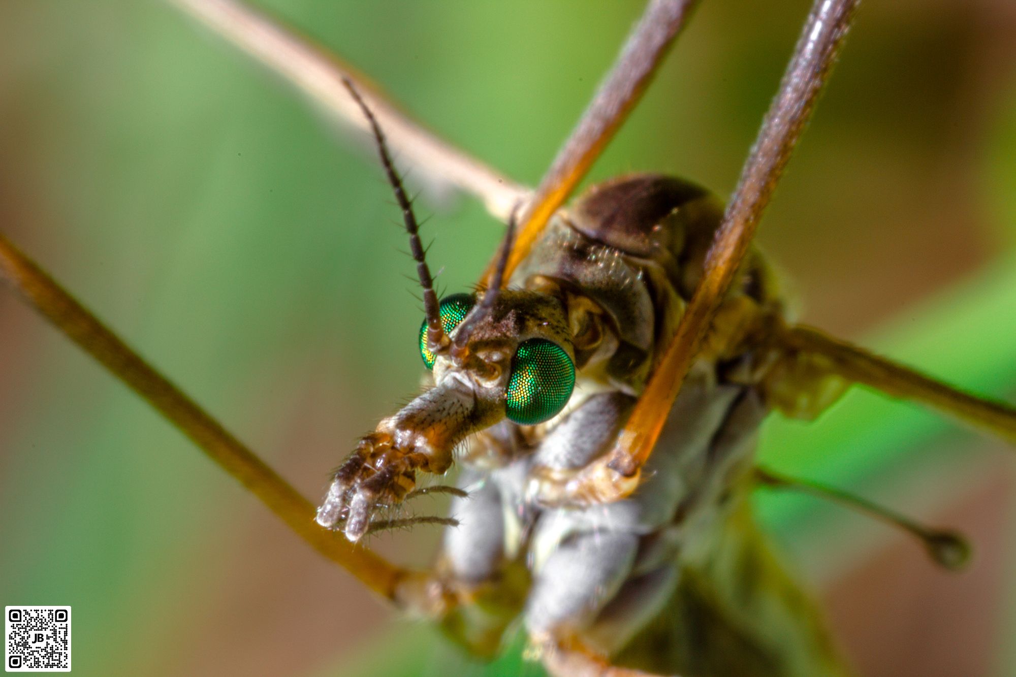 macro insecte tipula vernalis canon 6d mpe 65mm speedlite 430ex ii haute resolution