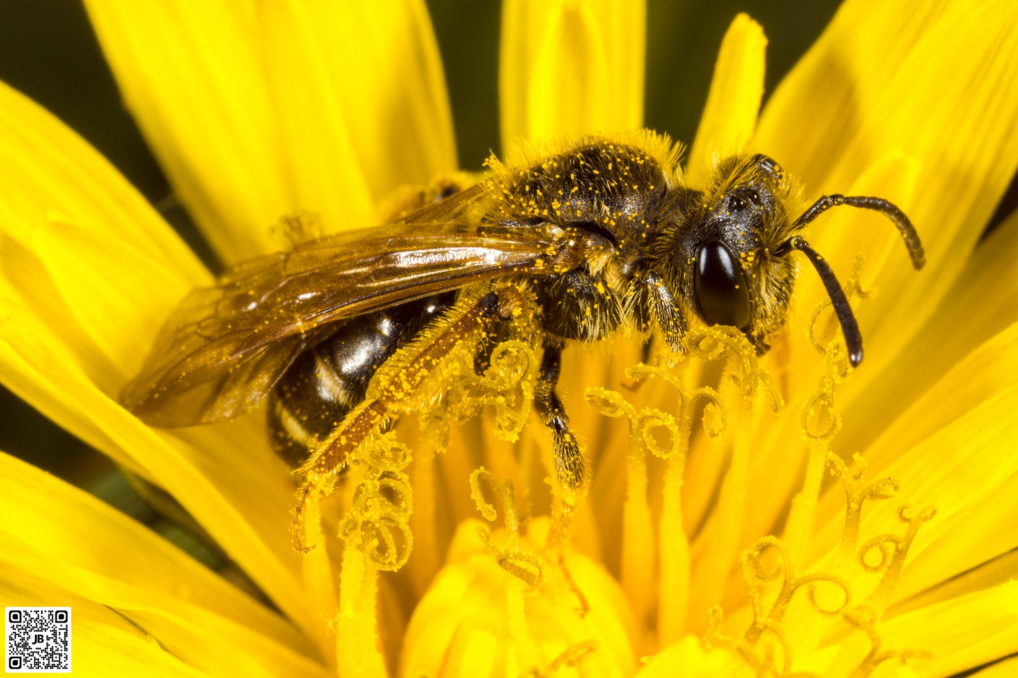 macro insecte abeille canon 6d mpe 65mm speedlite 430ex ii haute resolution