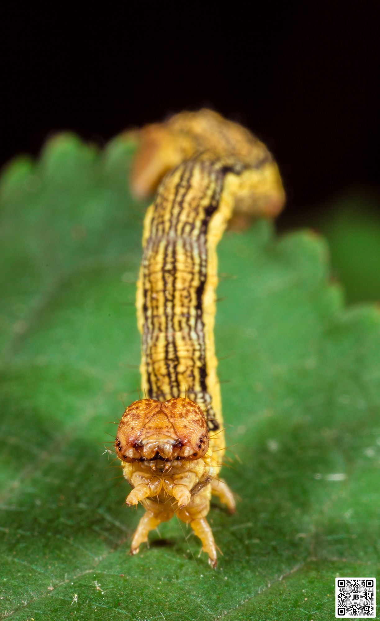 macro insecte chenille hibernie défeuillante canon 6d mpe 65mm speedlite 430ex ii haute resolution