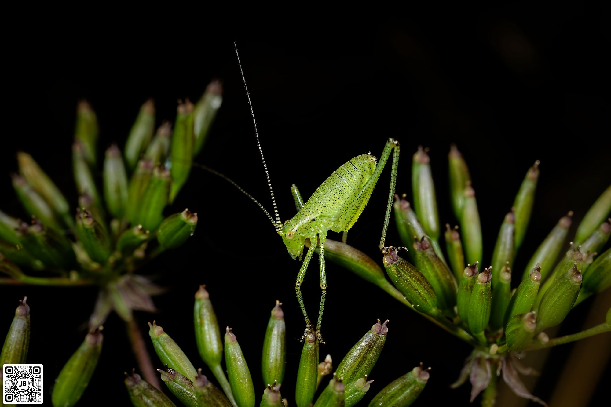 macro insecte sauterelle ponctuee canon 6d mpe 65mm speedlite 430ex ii haute resolution