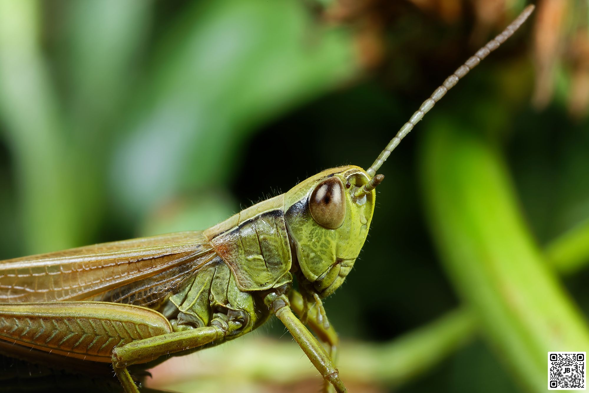 macro insecte criquet des patures canon 6d mpe 65mm speedlite 430ex ii haute resolution