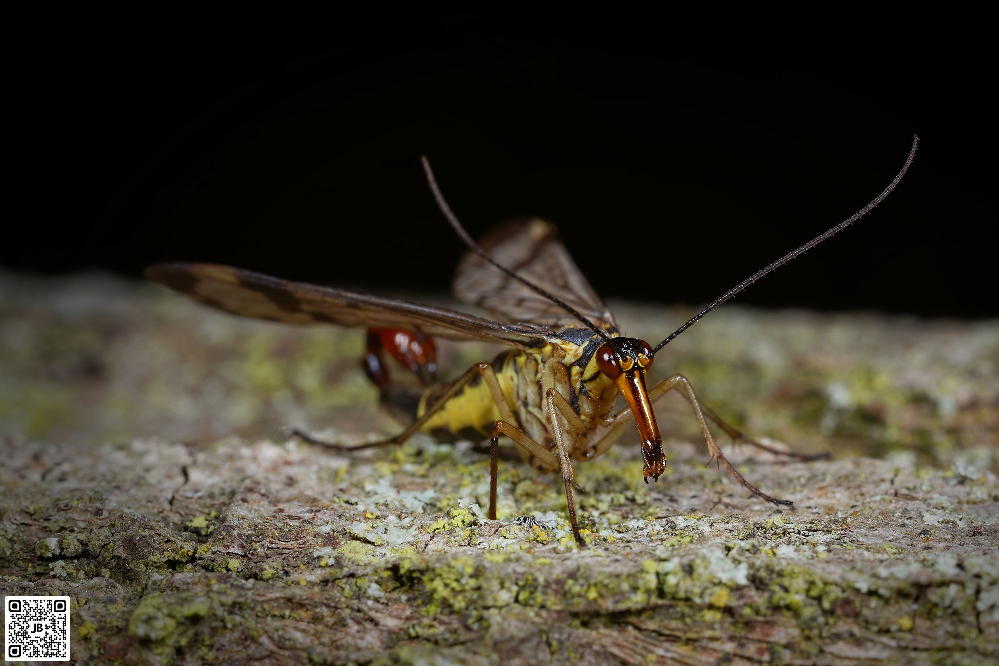 macro insecte mouche scorpion canon 6d mpe 65mm speedlite 430ex ii haute resolution