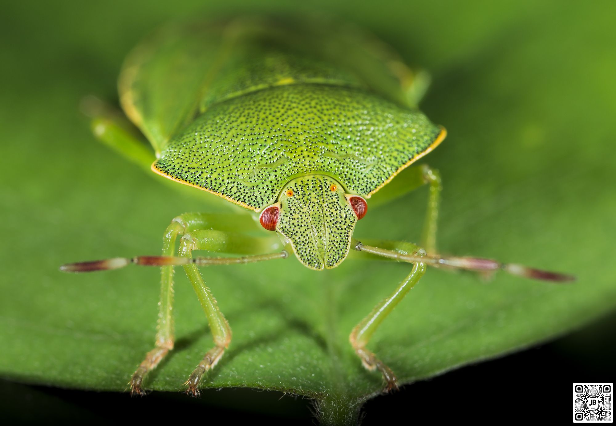 macro insecte punaise verte canon 6d mpe 65mm speedlite 430ex ii haute resolution