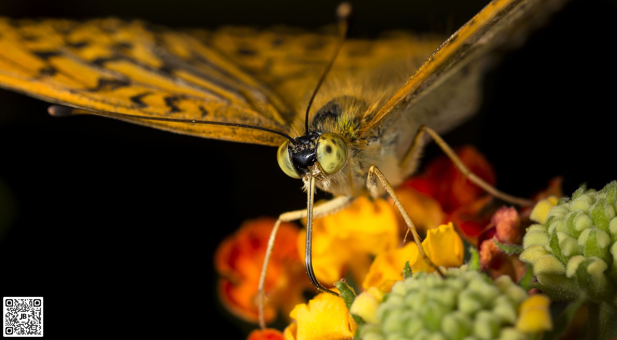 macro insecte tabac espagne canon 6d mpe 65mm speedlite 430ex ii haute resolution