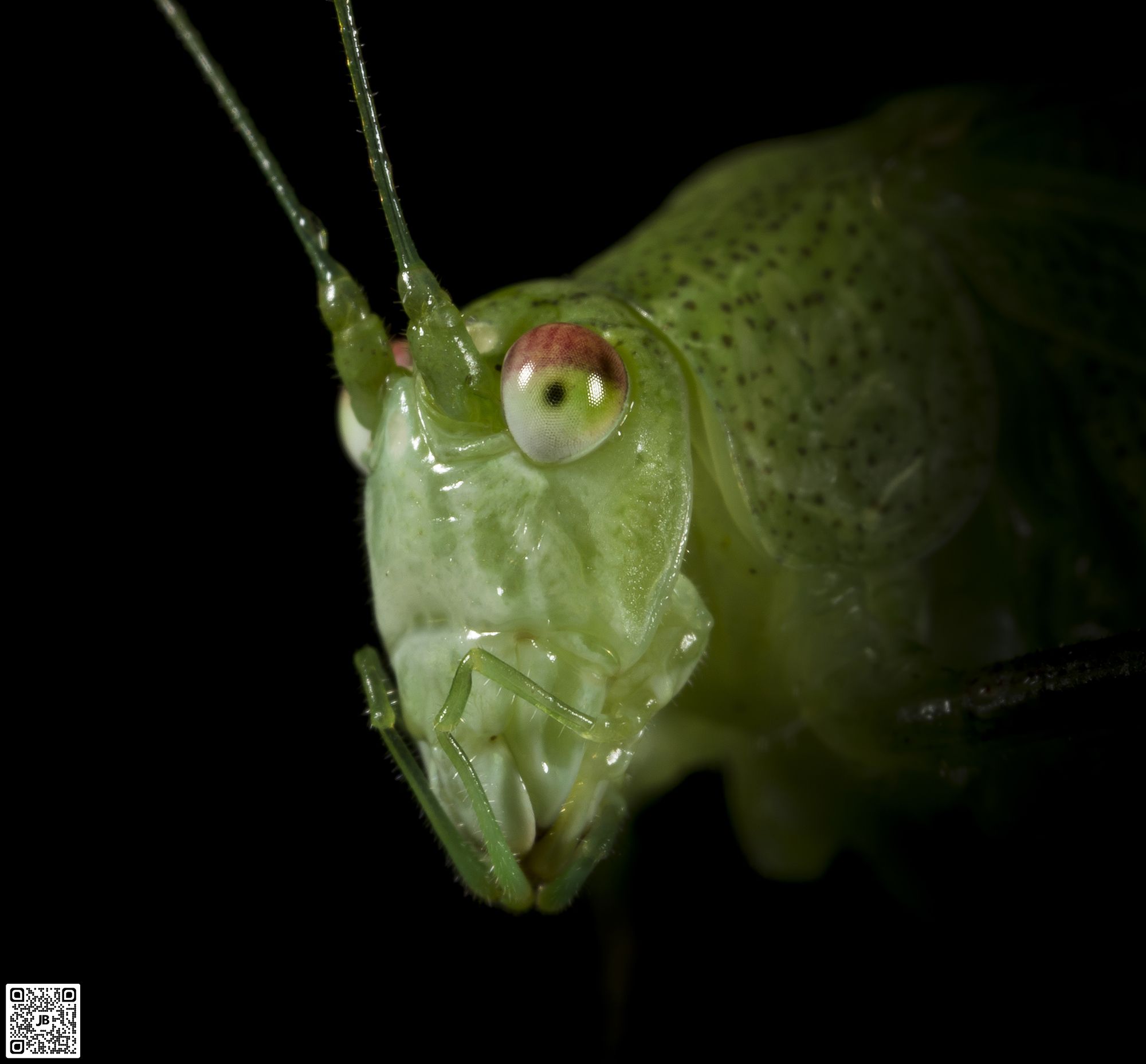 macro insecte sauterelle canon 6d mpe 65mm speedlite 430ex ii haute resolution