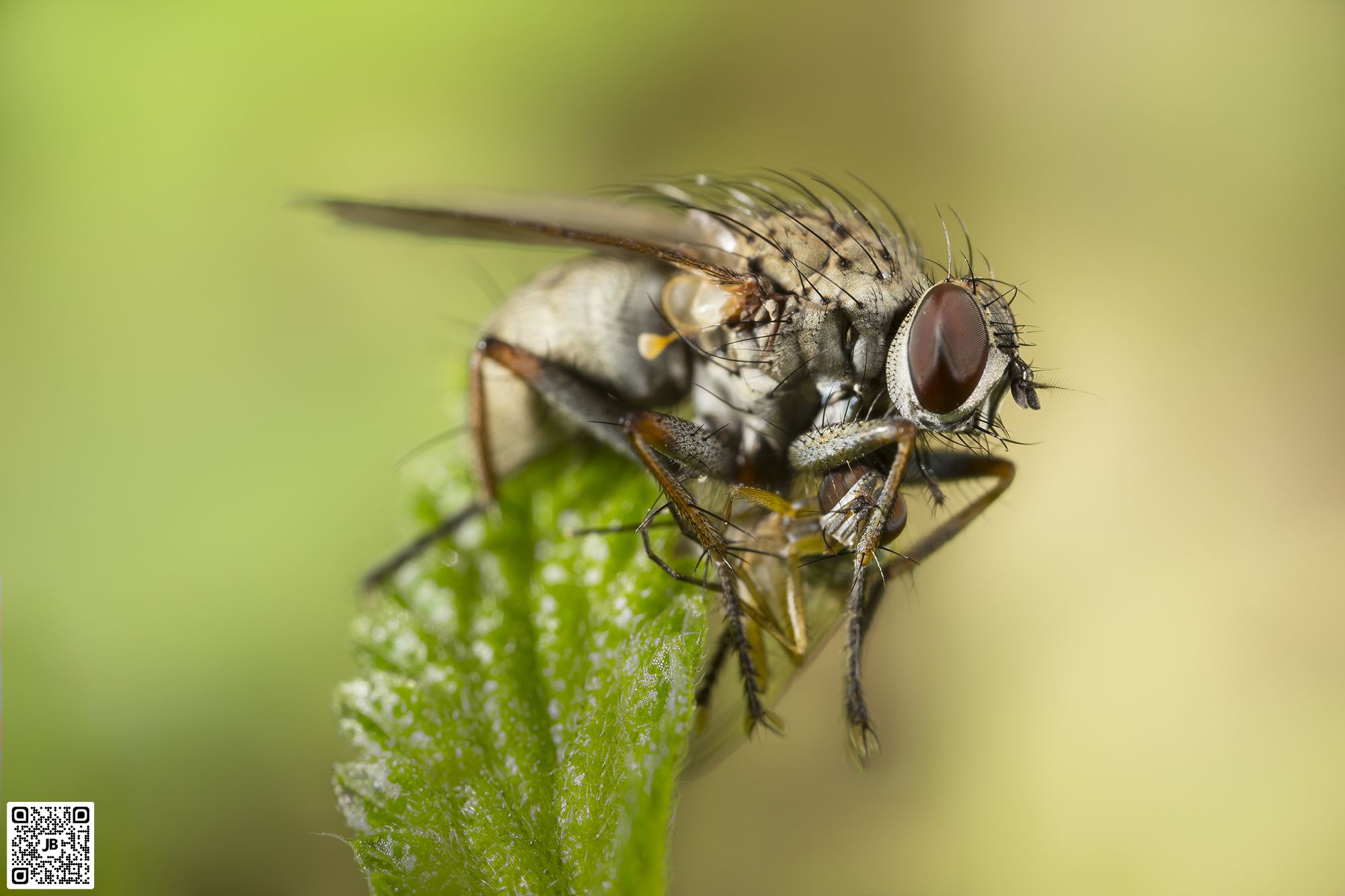 macro insecte mouche canon 6d mpe 65mm speedlite 430ex ii haute resolution