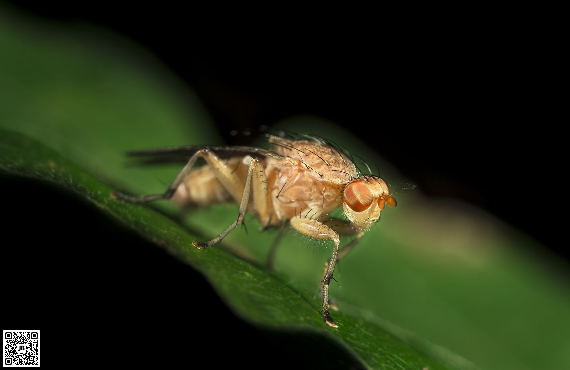 macro insecte mouche du vinaigre canon 6d mpe 65mm speedlite 430ex ii haute resolution