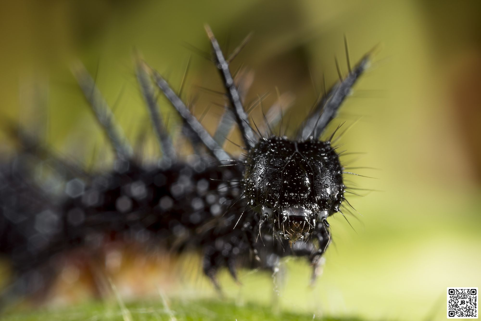 macro insecte chenille paon du jour canon 6d mpe 65mm speedlite 430ex ii haute resolution