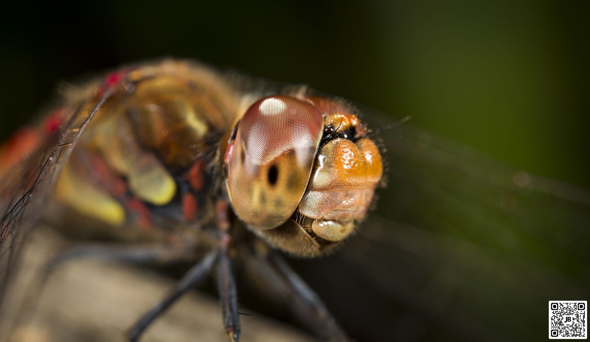 macro insecte libellule canon 6d mpe 65mm speedlite 430ex ii haute resolution