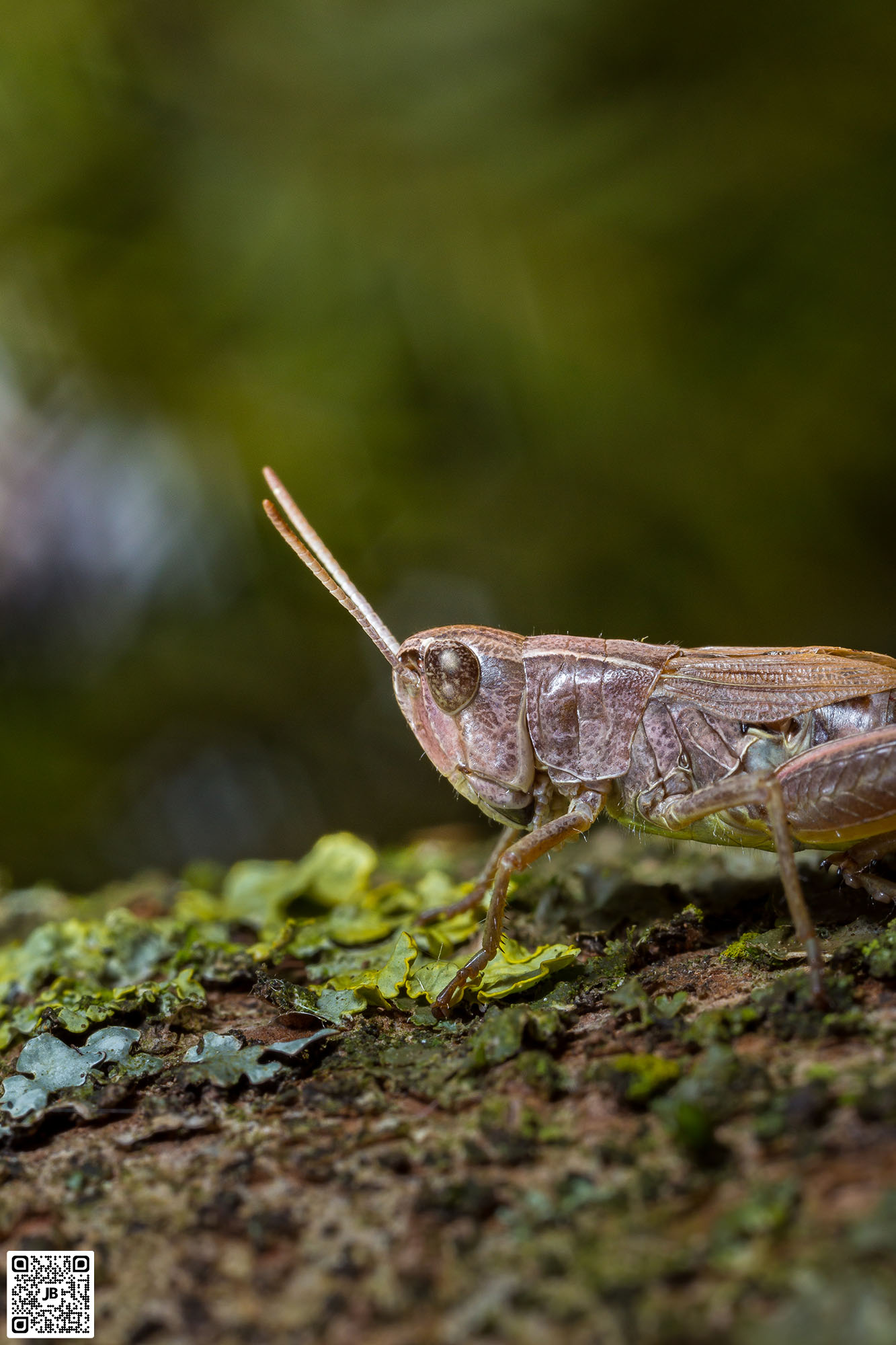 macro insecte criquet des patures canon 6d mpe 65mm speedlite 430ex ii haute resolution