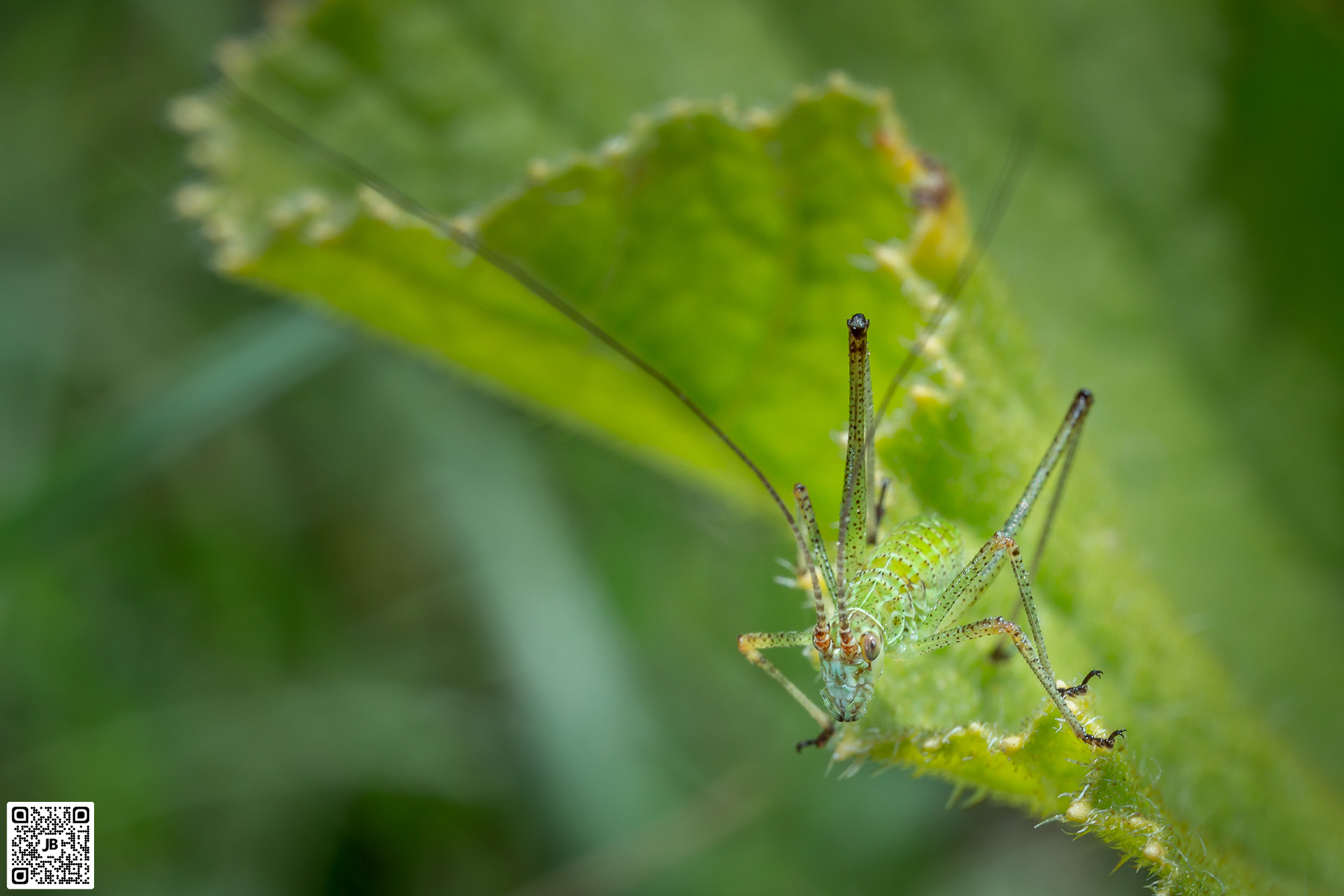 macro insecte sauterelle ponctuee canon 6d mpe 65mm speedlite 430ex ii haute resolution