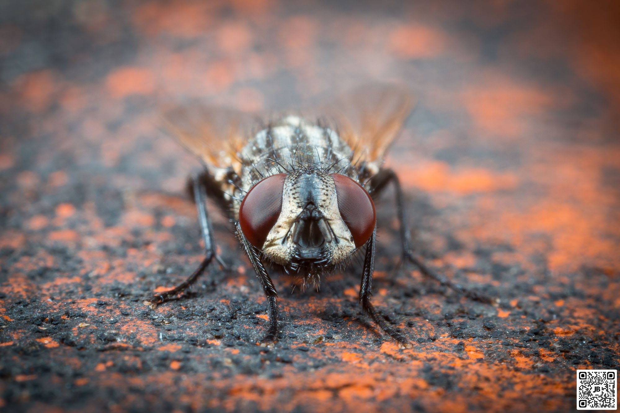 macro insecte mouche grise de la viande canon 6d mpe 65mm speedlite 430ex ii haute resolution