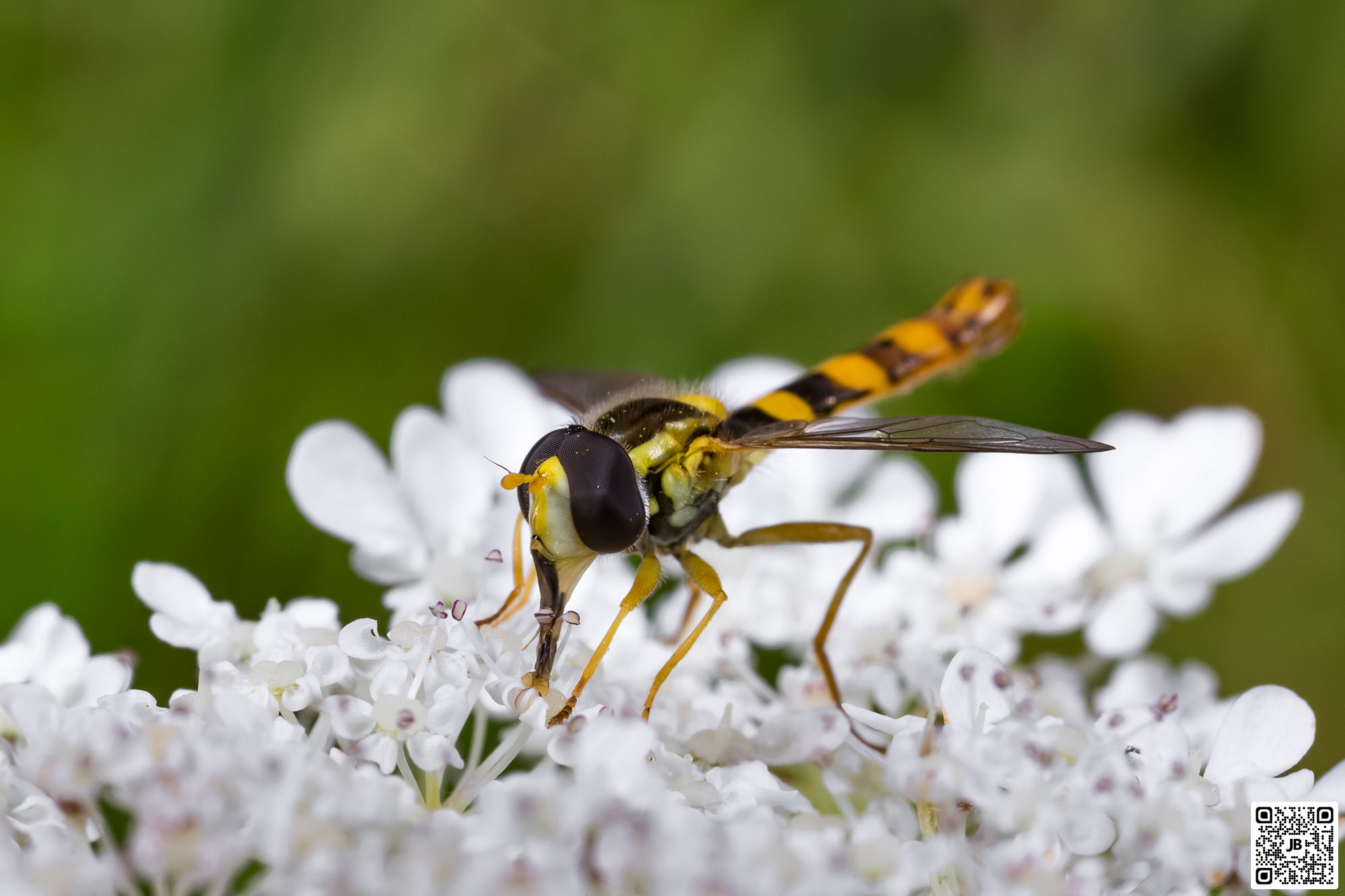 macro insecte mouche syrphe porte plume canon 6d mpe 65mm speedlite 430ex ii haute resolution