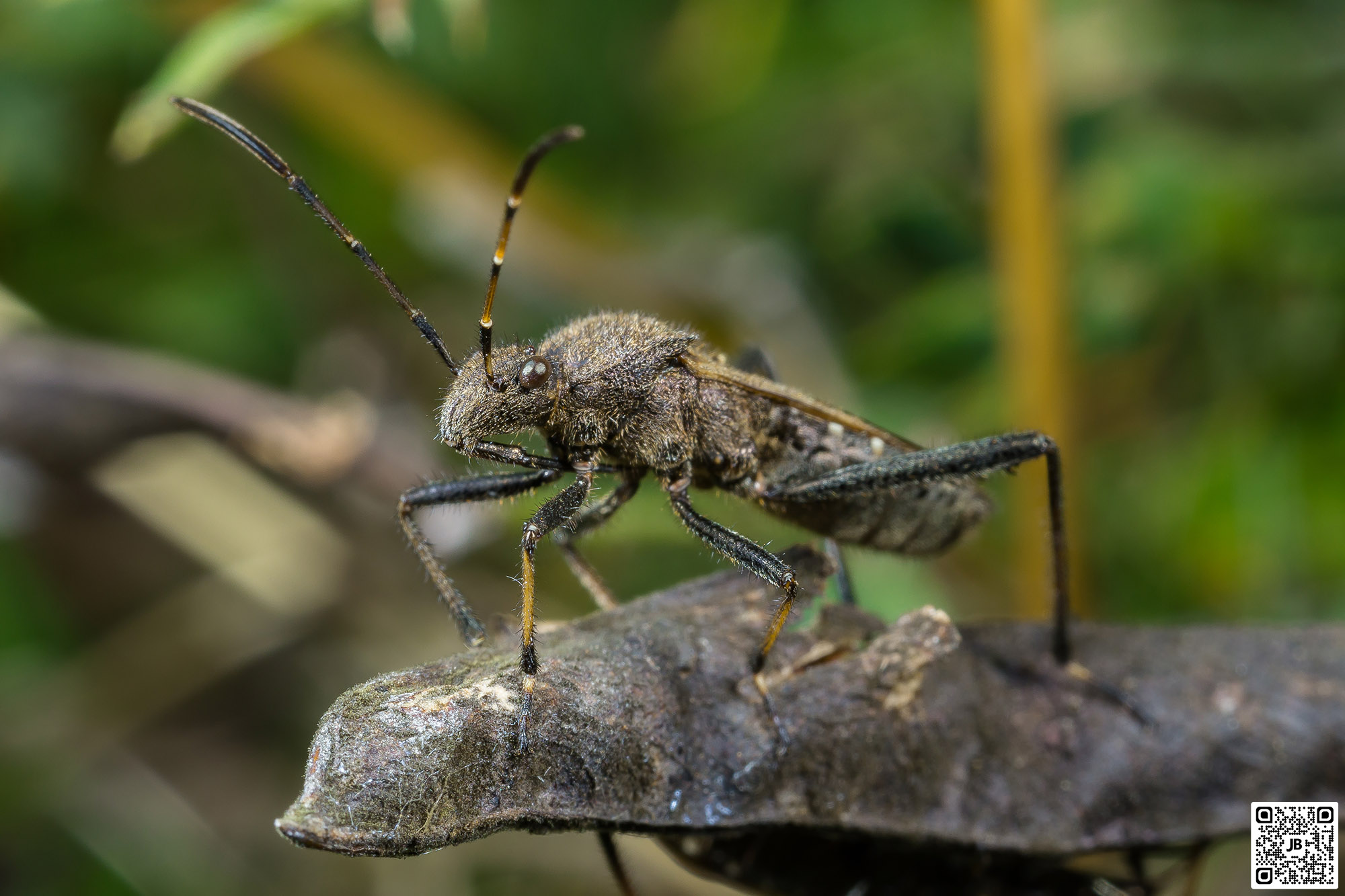 macro insecte punaise alydus calcaratus canon 6d mpe 65mm speedlite 430ex ii haute resolution