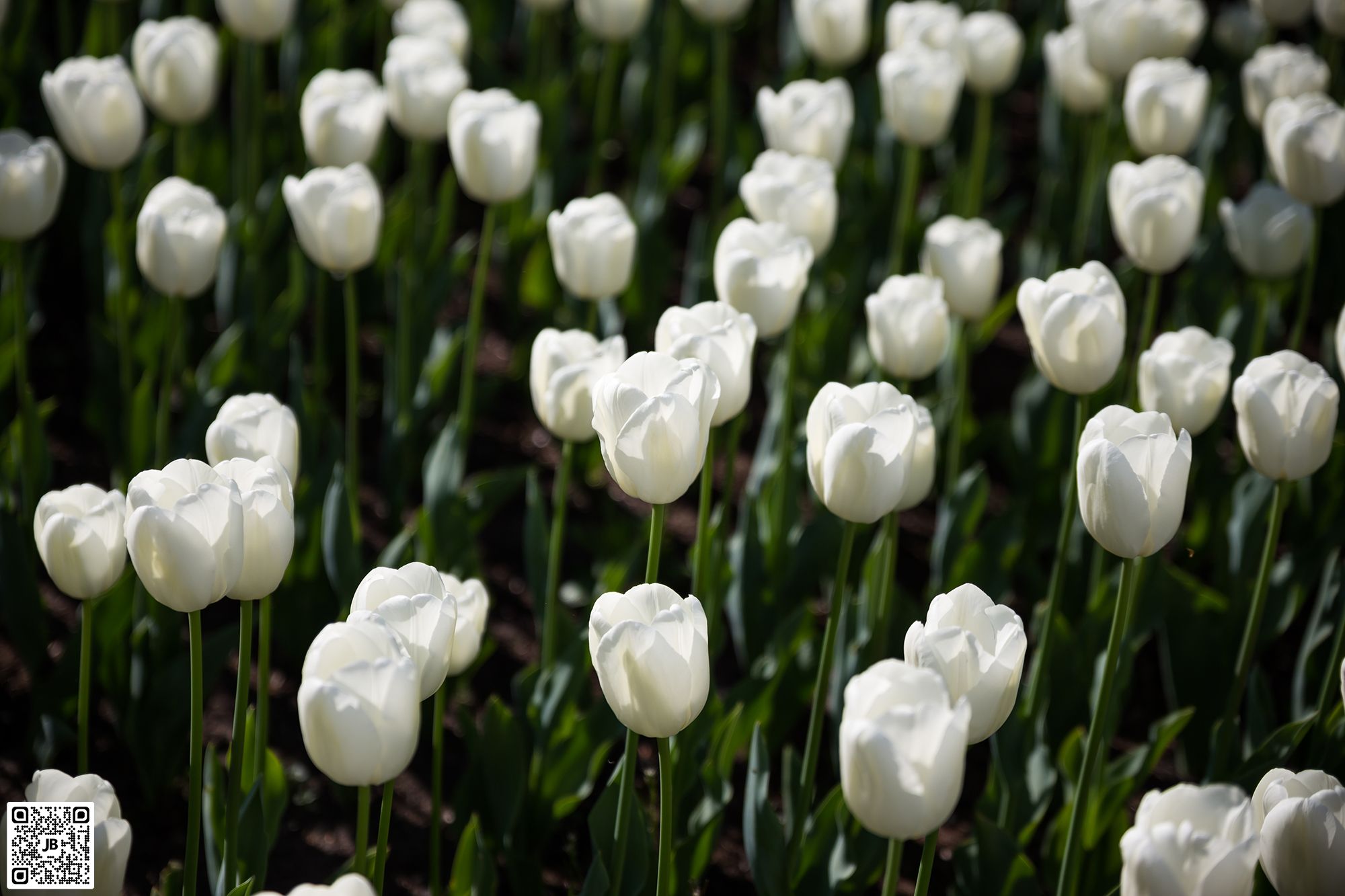 pays-bas hollande keukenhof mai 2016 haute resolution