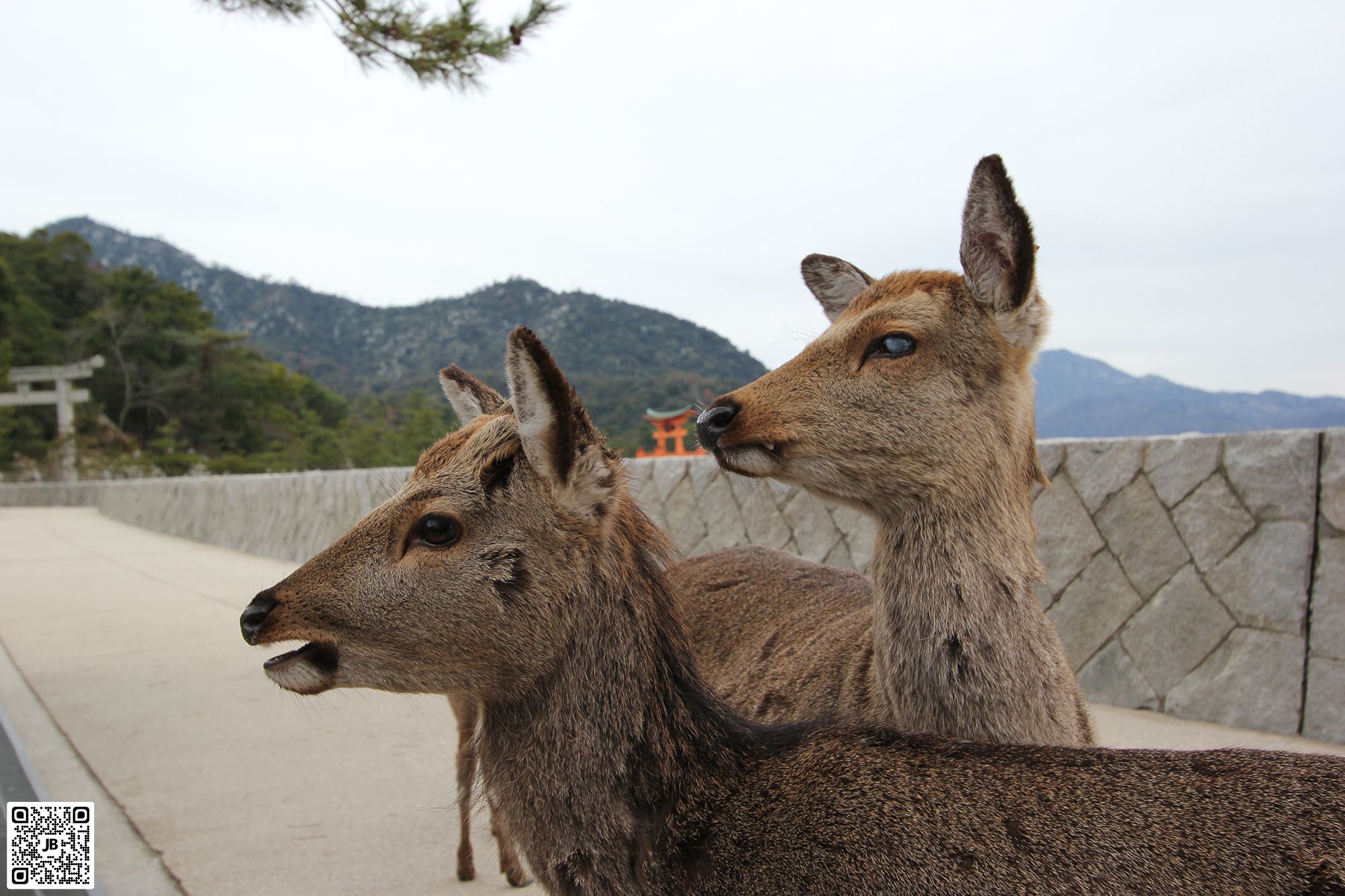 japon miyajima fevrier 2014 haute resolution